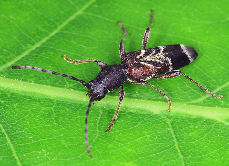 Anaglyptus simplicicornis