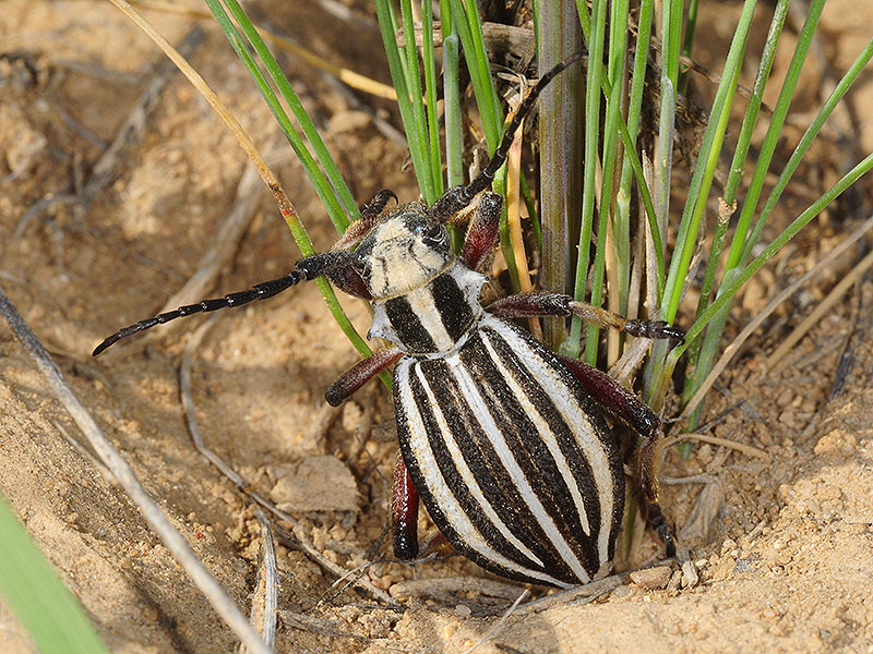 Dorcadion archarlense female