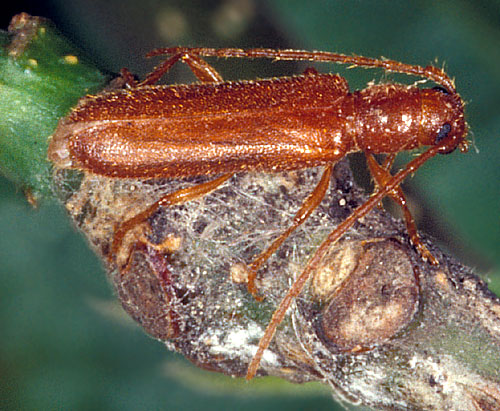 Lioderina linearis