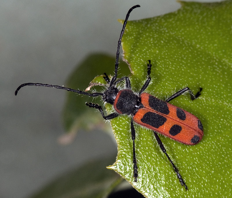 Calchaenesthes sexmaculata