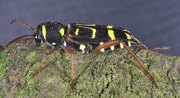 Xylotrechus arvicola