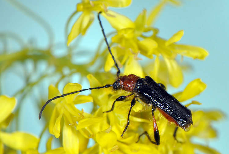 Lampropterus femoratus