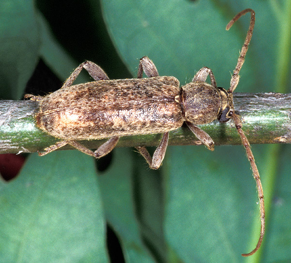 Trichoferus griseus