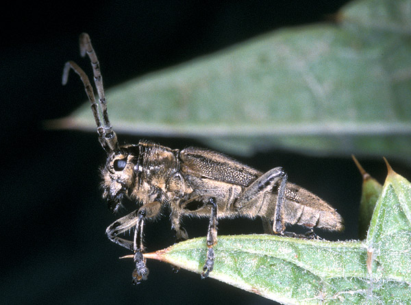 Phytoecia flavescens