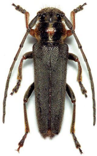 Phytoecia orbicollis adelpha