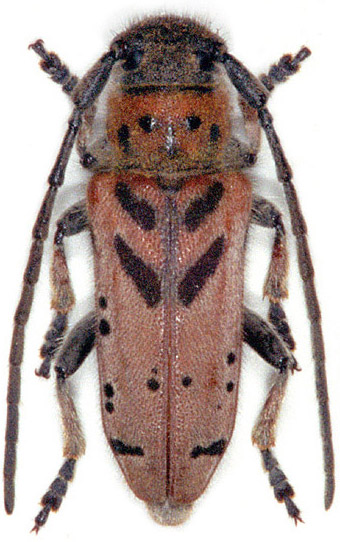 Phytoecia armeniaca armeniaca