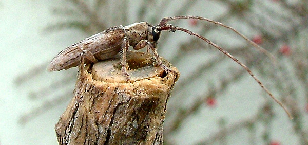 Deroplia niveopicta