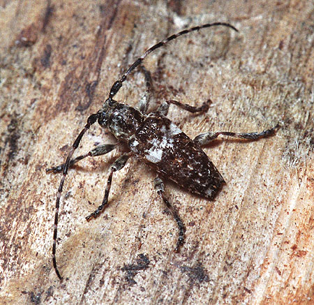 Pogonocherus sieversi