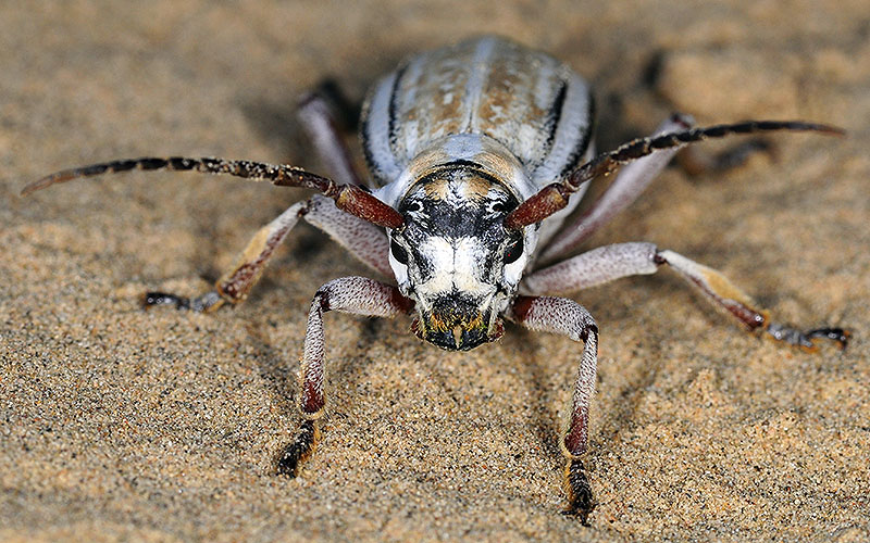 Dorcadion absinthium ishkovi - female