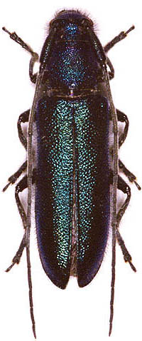 Agapanthia frivaldszkyi