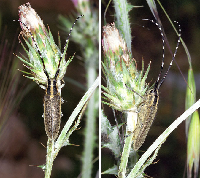 Agapanthia cynarae cynarae