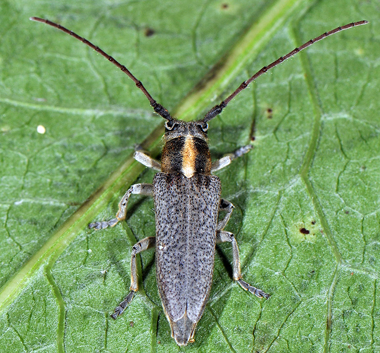 Phytoecia speciosa