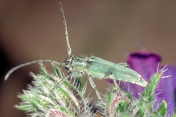 Phytoecia caerulescens