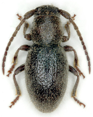 Parmena solieri breuningi