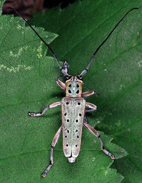 Saperda punctata