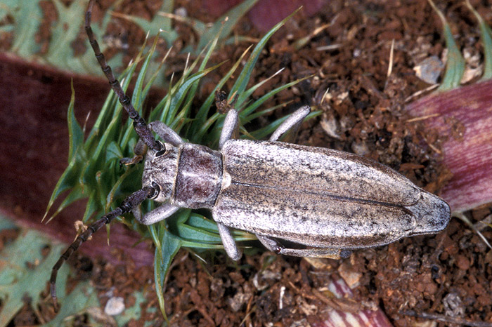 Mallosia graeca