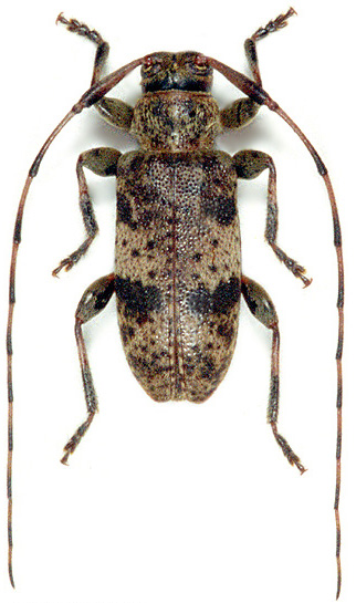 Leiopus kharazii