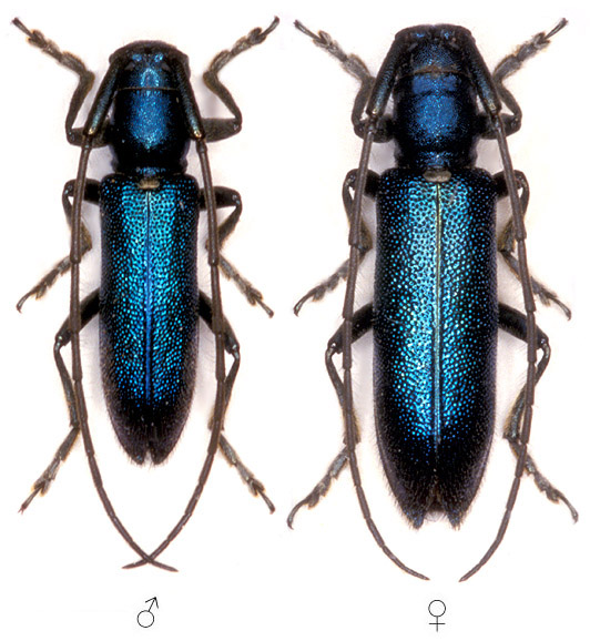 Agapanthiola leucaspis