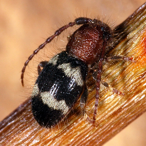 Parmena mutilloides