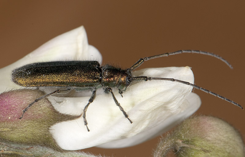 Agapanthia gemella