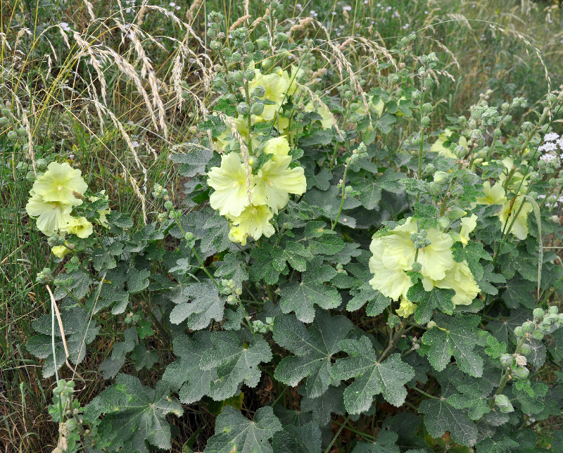 Alcea rugosa