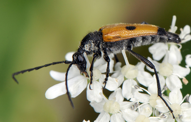 Batesiata tesserula