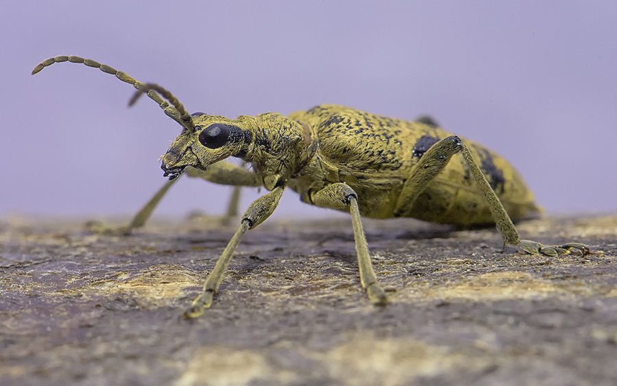 Rhagium mordax