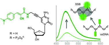 Chemical biology of base-modified nucleic acids