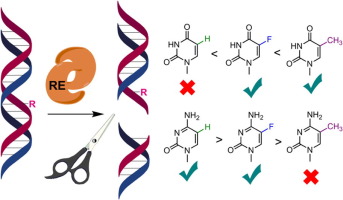 Chemical biology of base-modified nucleic acids