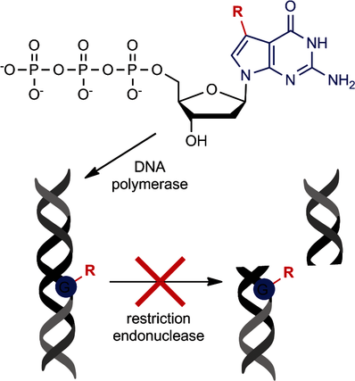 Chemical biology of base-modified nucleic acids