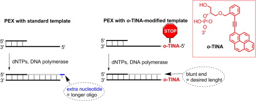 Chemical biology of base-modified nucleic acids