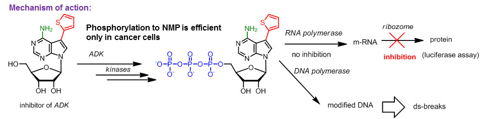 Chemical biology of base-modified nucleic acids