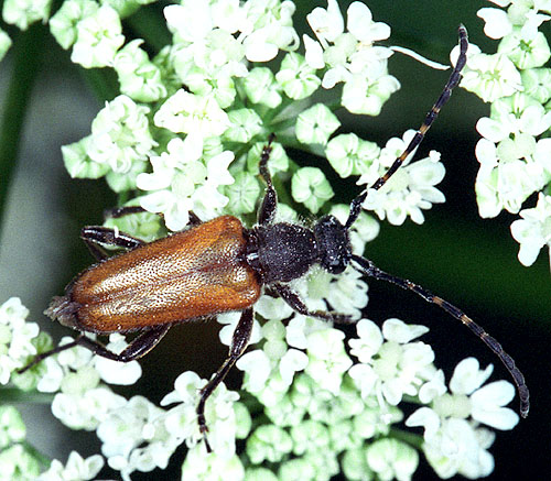 Paracorymbia maculicornis