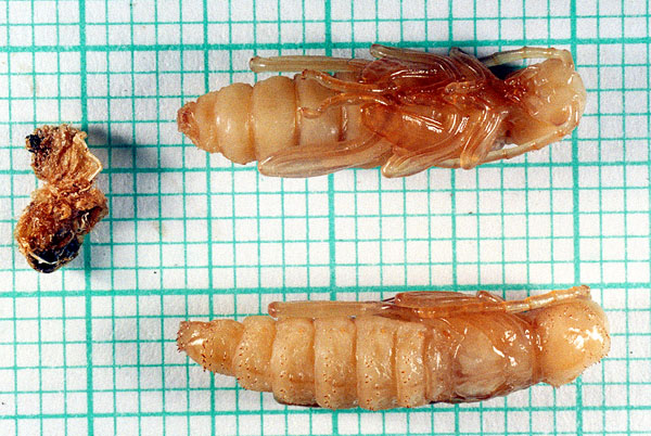 Clytus tropicus - pupae