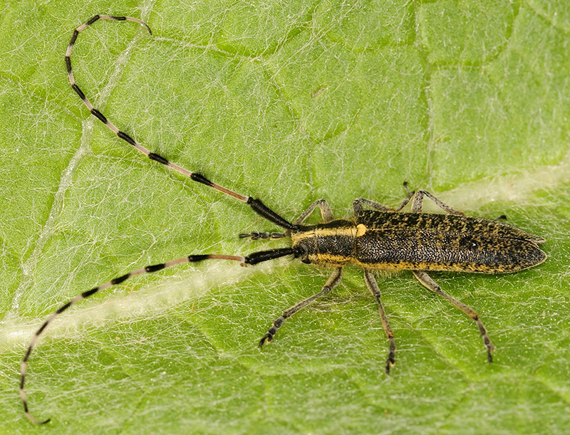 Agapanthia dahli nitidipennis