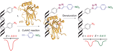 Chemical biology of base-modified nucleic acids