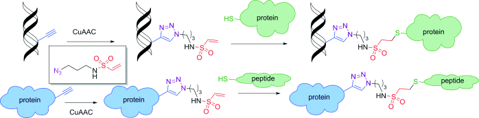 Chemical biology of base-modified nucleic acids