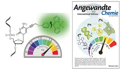 Chemical biology of base-modified nucleic acids