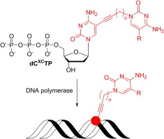 Chemical biology of base-modified nucleic acids