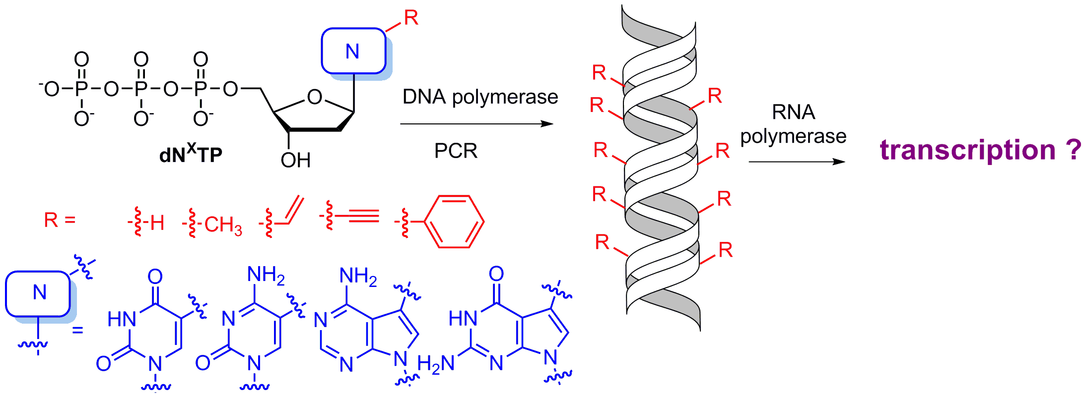 Chemical biology of base-modified nucleic acids