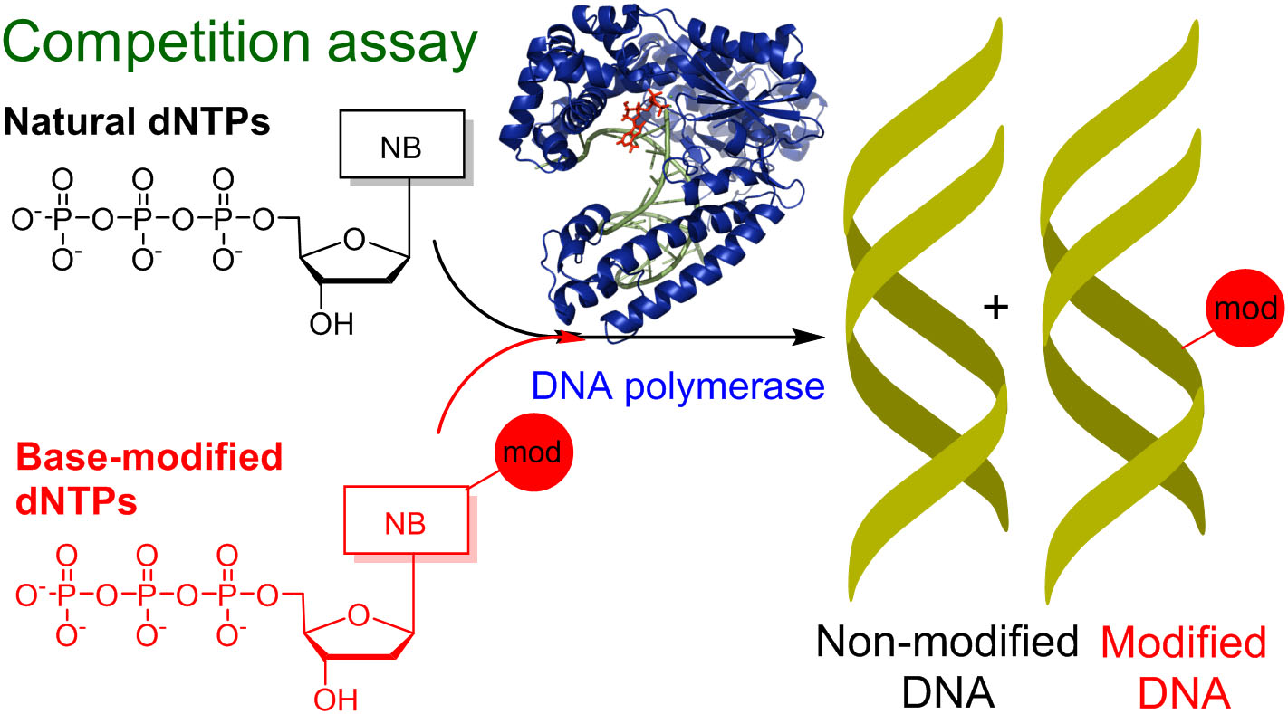 Chemical biology of base-modified nucleic acids