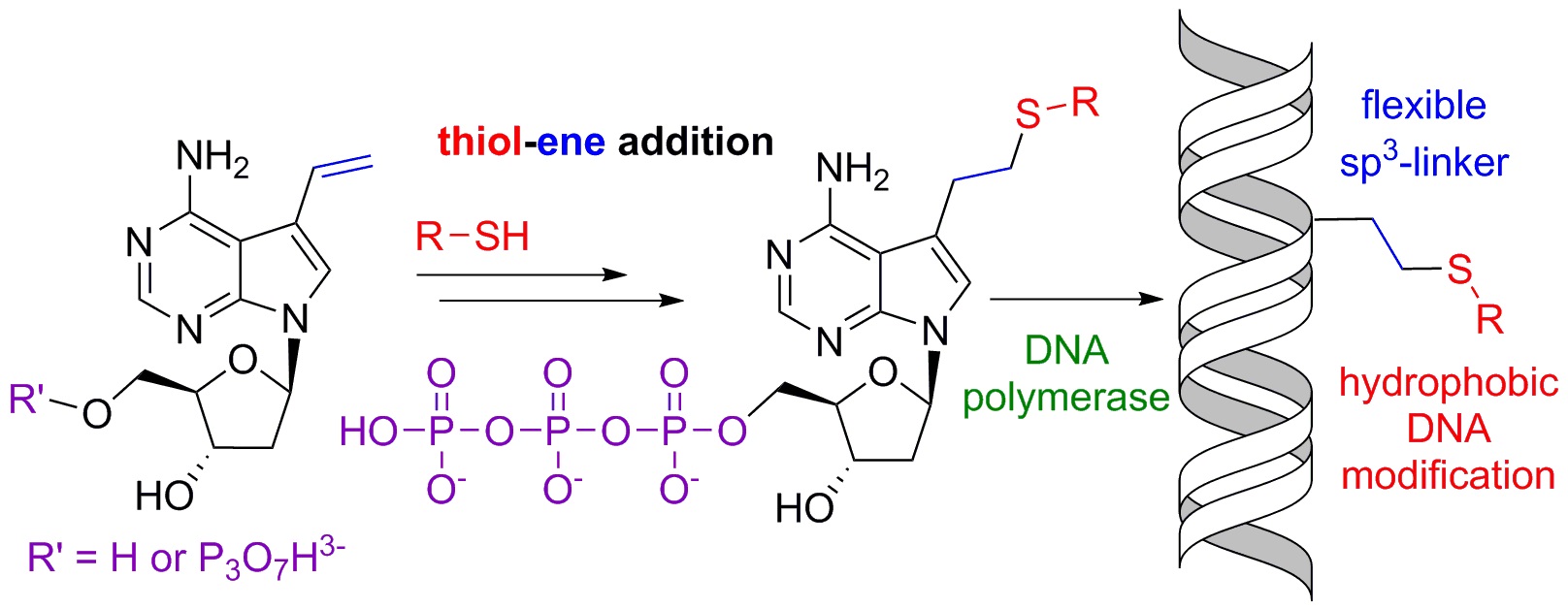 Chemical biology of base-modified nucleic acids