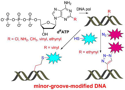 Chemical biology of base-modified nucleic acids