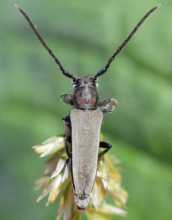 Phytoecia faldermanni