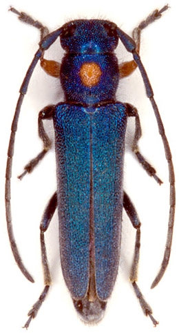 Phytoecia caerulea caerulea