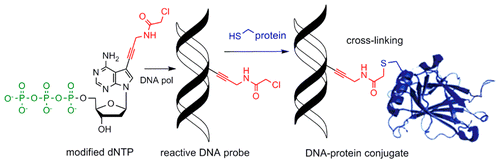 Chemical biology of base-modified nucleic acids