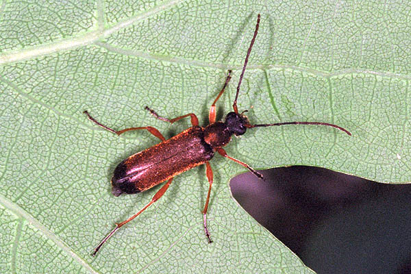 Grammoptera ustulata