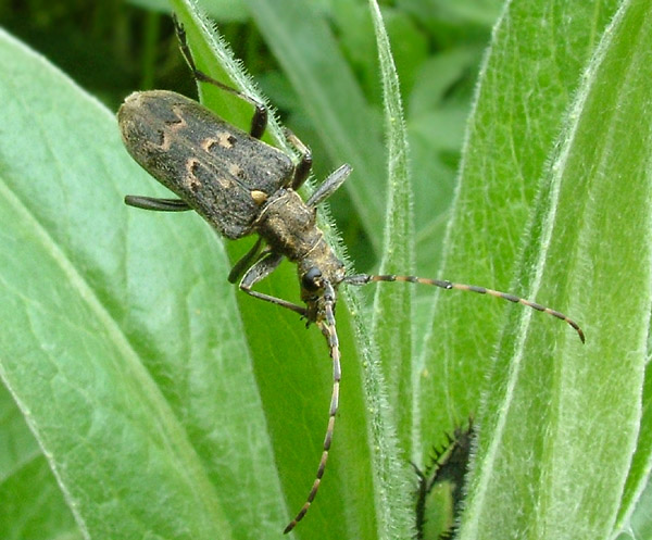 Oxymirus mirabilis