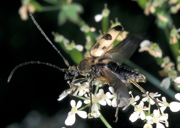 Judolia cerambyciformis