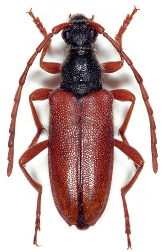 Stictoleptura trisignata